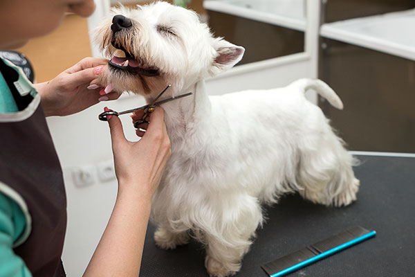 How To Start A Dog Grooming Business
